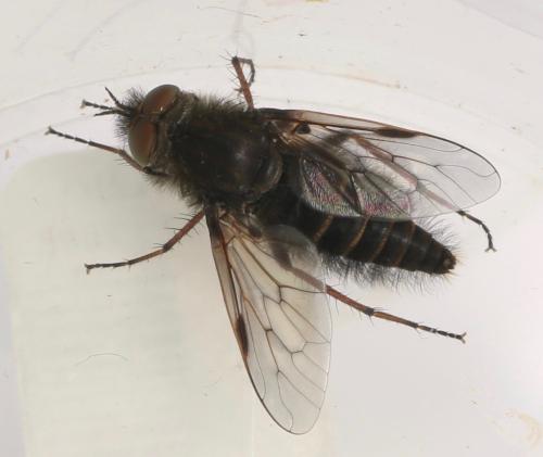 Réf. 321 573 : Thereva inornata